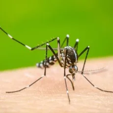 Imagen informativa sobre Dengue