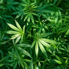 Marihuana