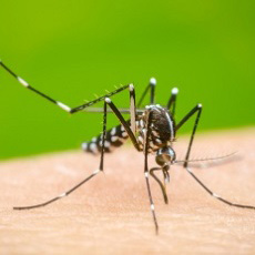 Imagen informativa sobre Dengue